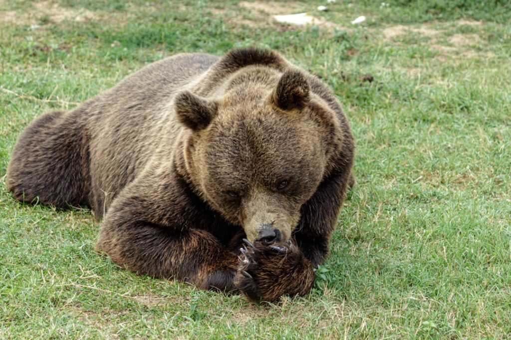 Photo Grizzly Years