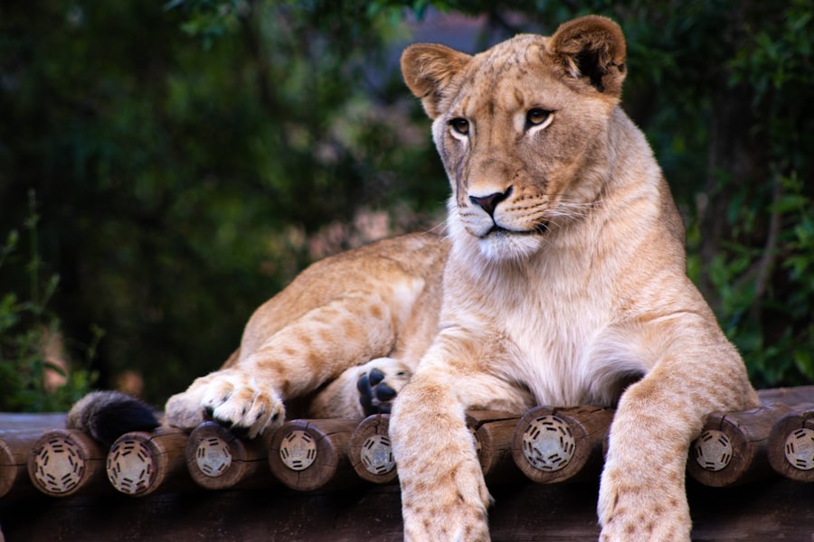 Photo Lioness