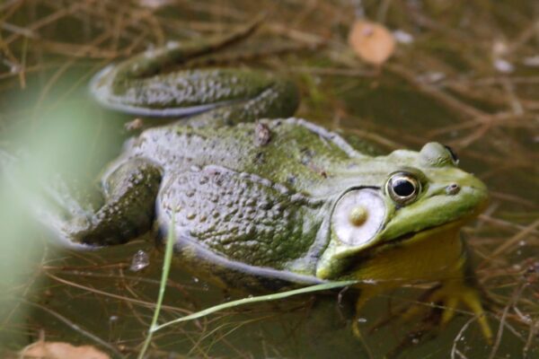 Photo Eat That Frog