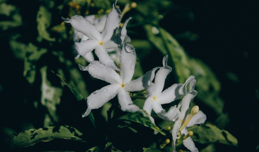 Photo Little Rain