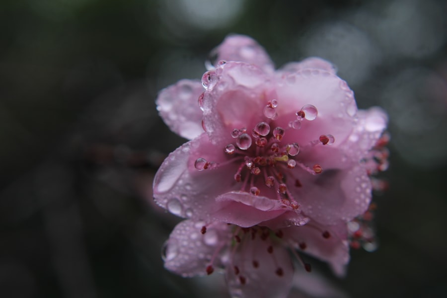 Photo Little Rain