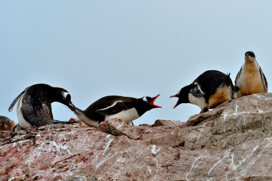 Fight