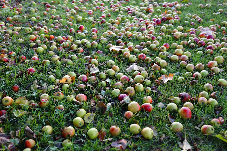 Photo Turk Who Loved Apples