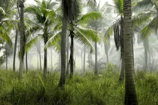 Photo Jungle