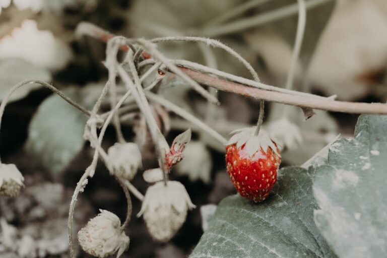 Photo Plant-Based Diet