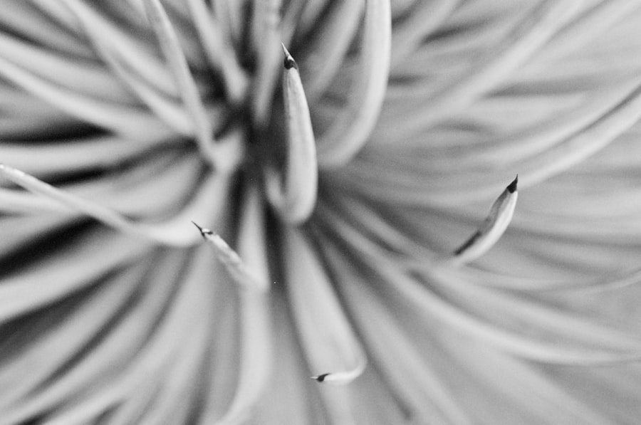 Photo White Death