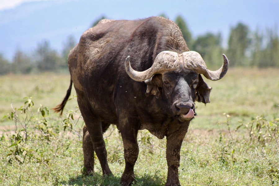 Autobiography of a Brown Buffalo