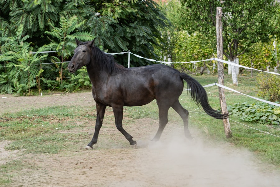Photo Black Unicorn