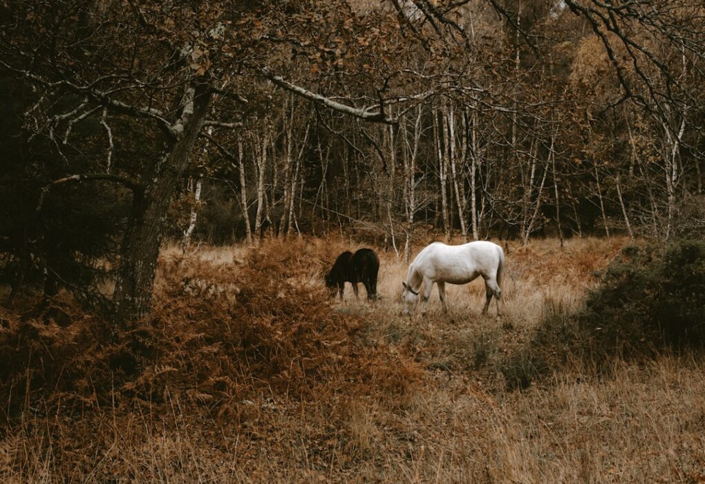 Photo Black Unicorn