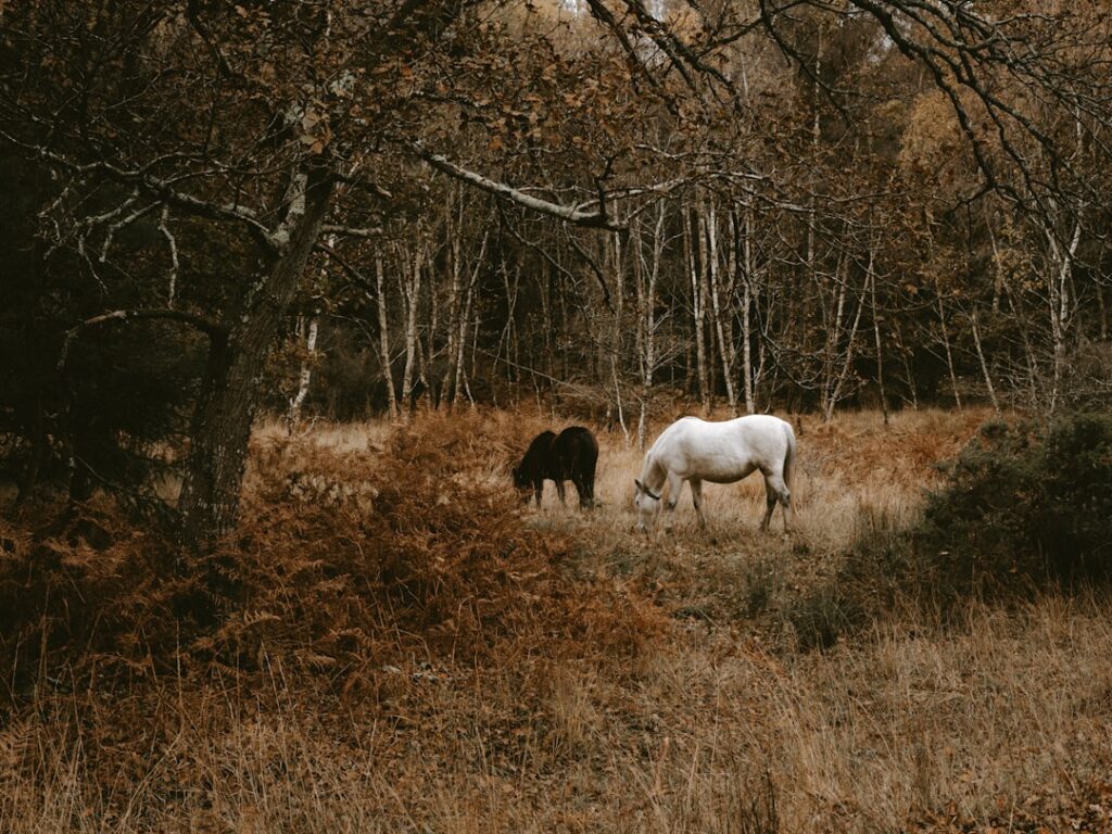 Photo Black Unicorn