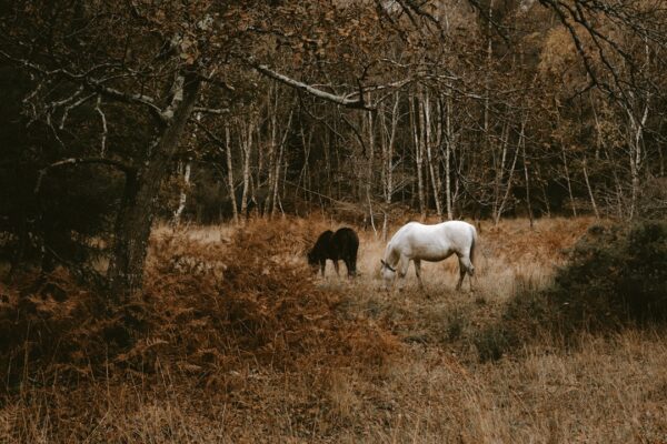Photo Black Unicorn
