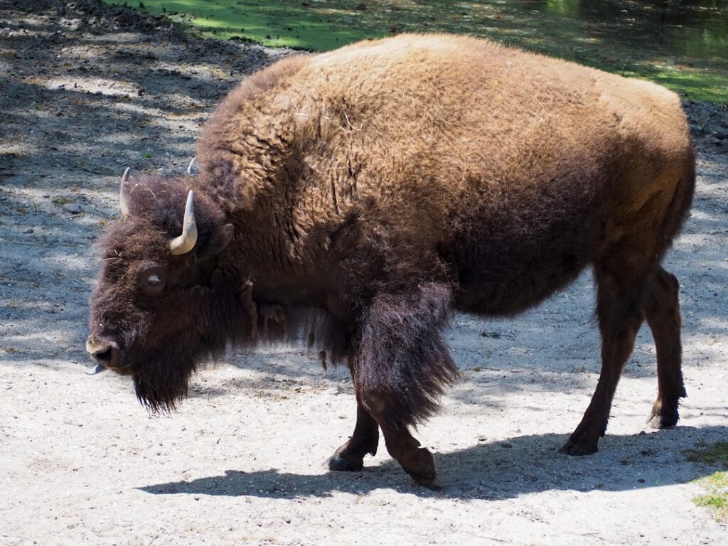Photo Autobiography of a Brown Buffalo