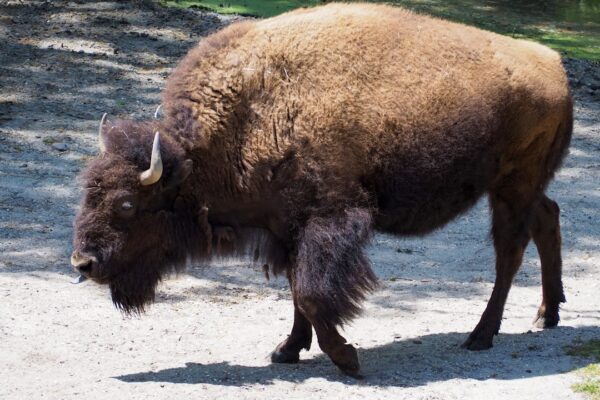 Photo Autobiography of a Brown Buffalo