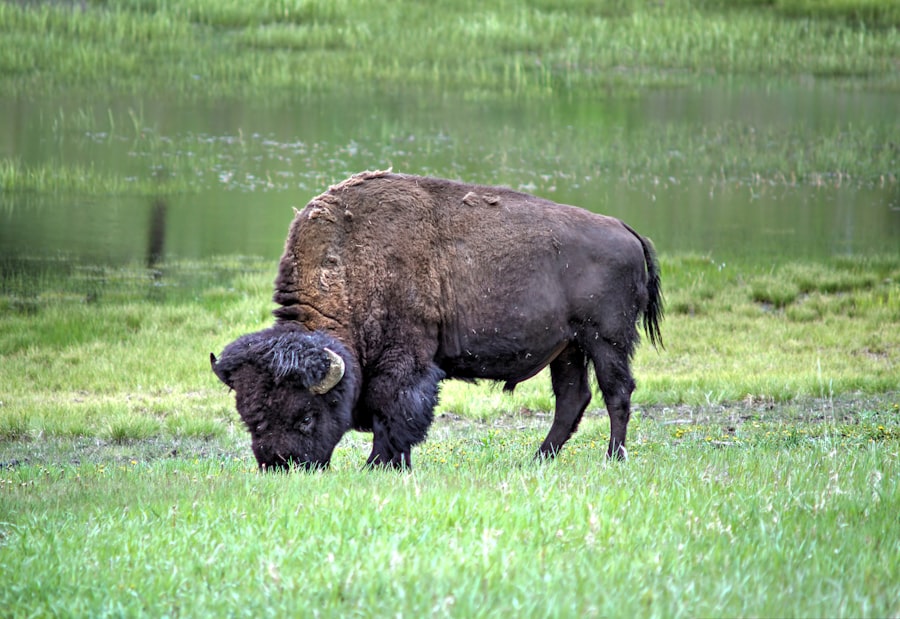Photo Autobiography of a Brown Buffalo