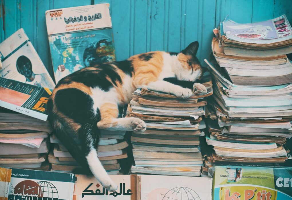 Photo Autobiography of a Cat