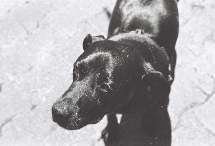 Photo Autobiography of a Dog