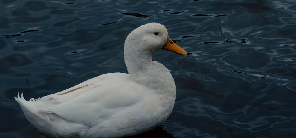 Photo Autobiography of a Quack