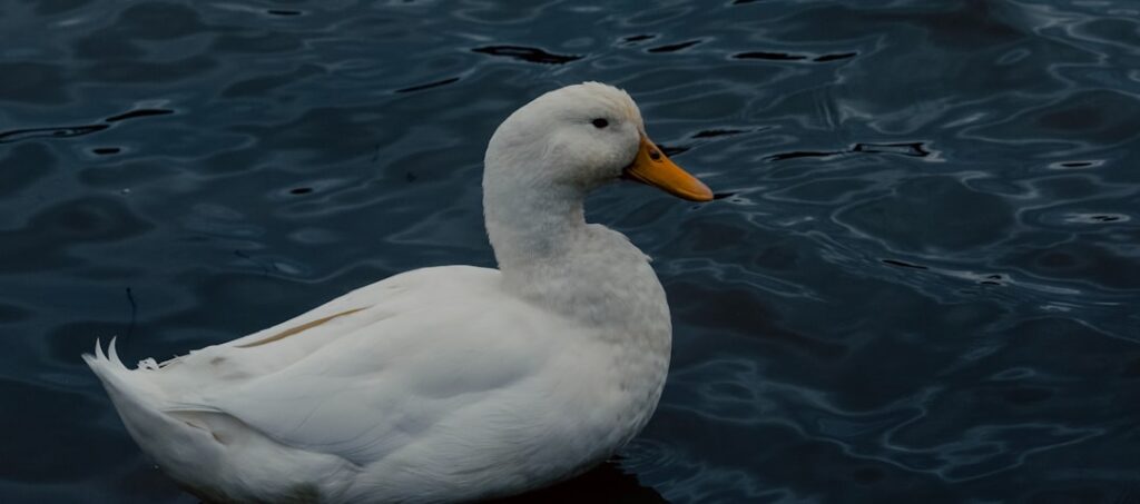 Photo Autobiography of a Quack