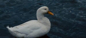 Photo Autobiography of a Quack