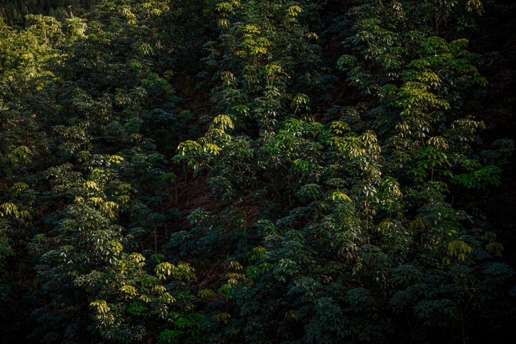 Photo Economics of the Environment