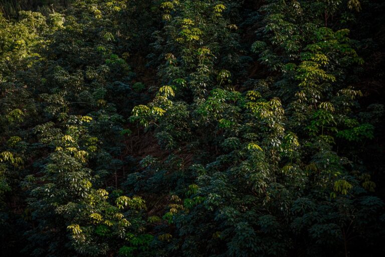 Photo Economics of the Environment