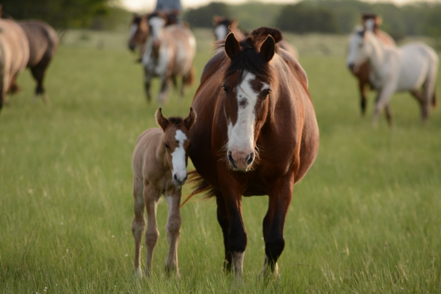 Half Broke Horses