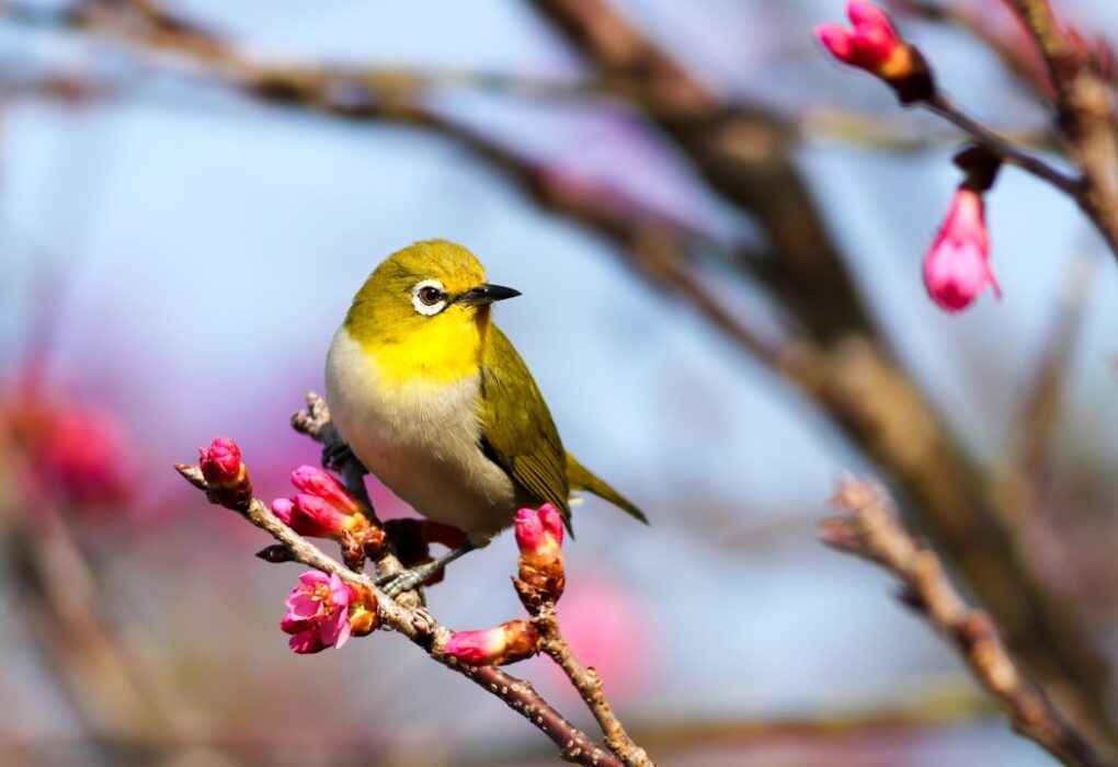 Photo Bird