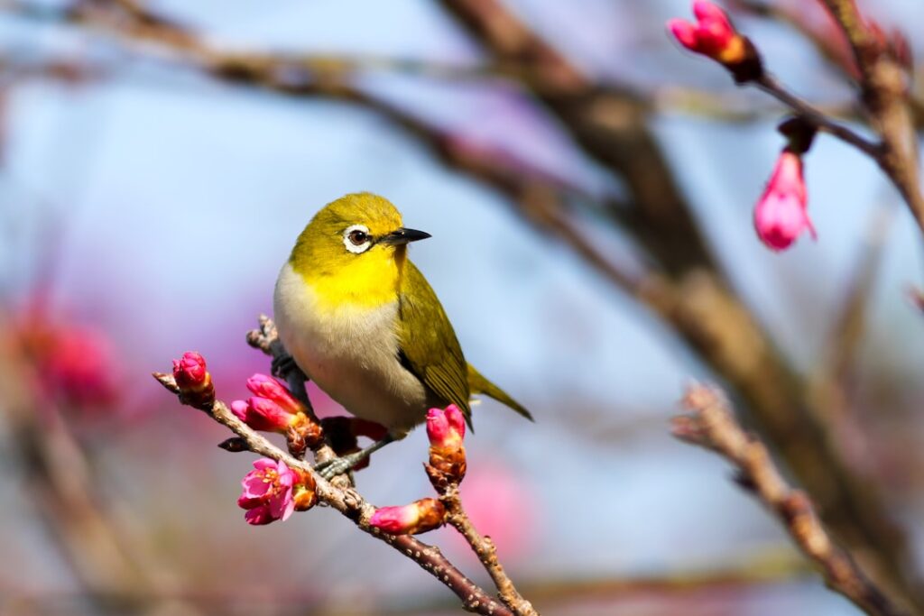 Photo Bird