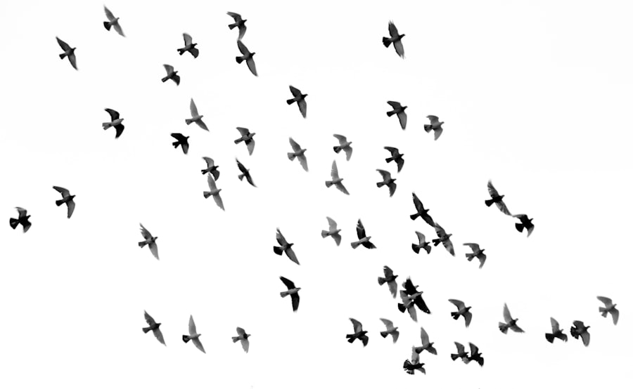 Photo Bird