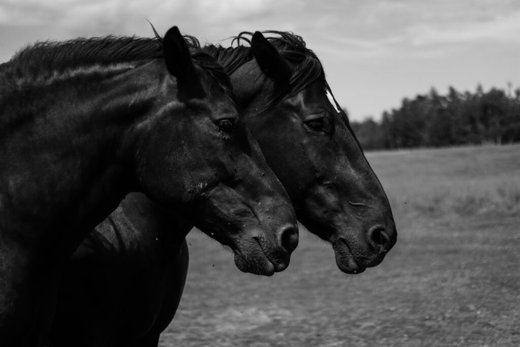 Photo Half Broke Horses