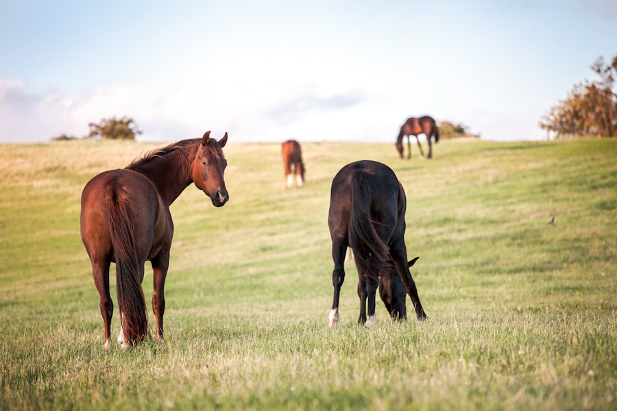 Photo Half Broke Horses