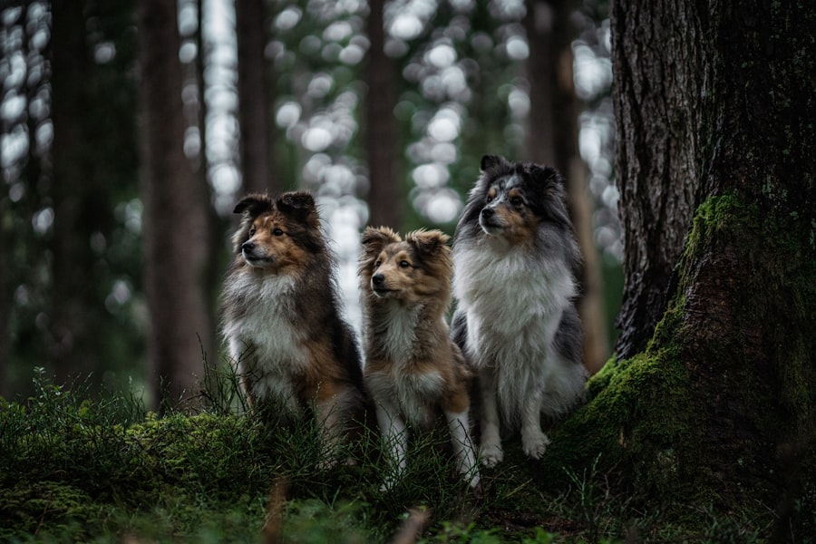 Three Dog Life