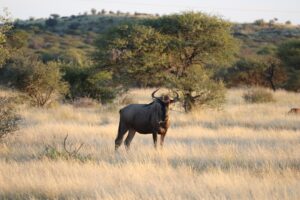 Photo Wild Game