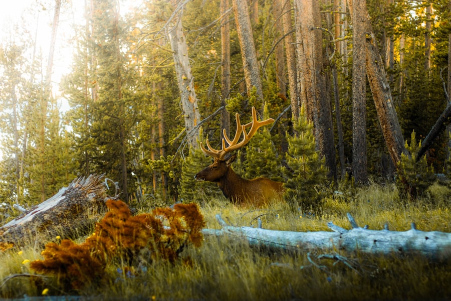 Photo Wild Game