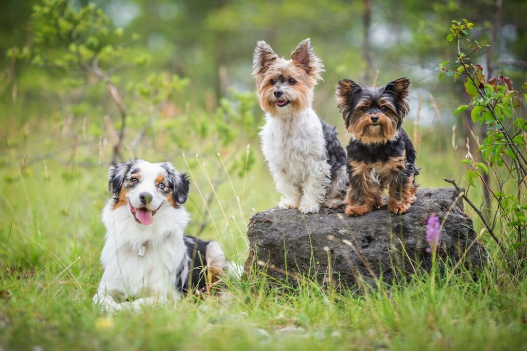 Photo Three Dog Life