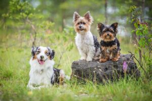 Photo Three Dog Life