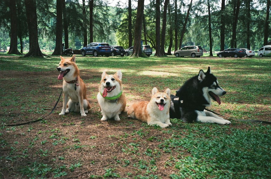 Photo Three Dog Life